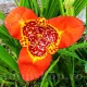 bulbi tigridia speciosa