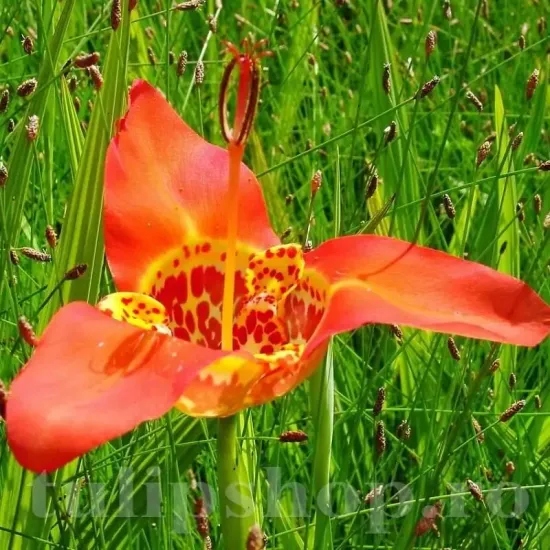 bulbi tigridia speciosa3