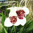 Bulbi Tigridia Alba floare tigru alba tigridia bulbi ghiveci 110x110