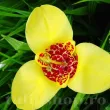 Bulbi Tigridia Aurea tigridia aurea bulbi exotici plantare primavara 110x110