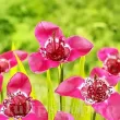 Bulbi Tigridia Lilacea tigridia lilacea bulbi exotici plantare soare 110x110
