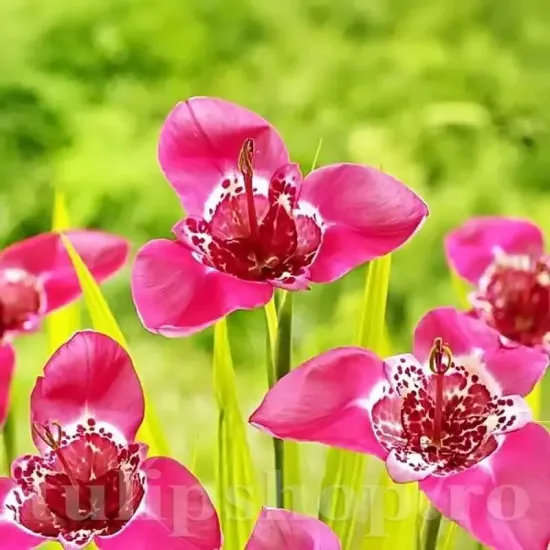 tigridia lilacea bulbi exotici plantare soare