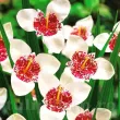 Bulbi Tigridia Alba tigridia pavonia alba floare exotica gradina 110x110