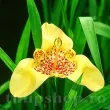 Bulbi Tigridia Aurea tigridia pavonia aurea floare exotica galben punctat 110x110