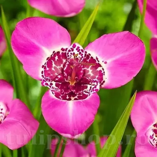 tigridia pavonia lilacea floare exotica punctata