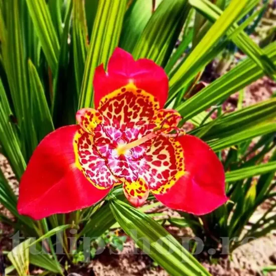tigridia speciosa floare exotica rosu punctat