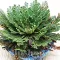 Bulbi Trandafir de Ierihon (Selaginella Lepidophylla) - Toamna