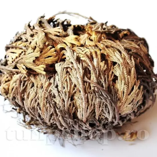 bulbi trandafir de ierihon1