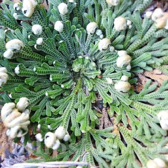 bulbi trandafir de ierihon2