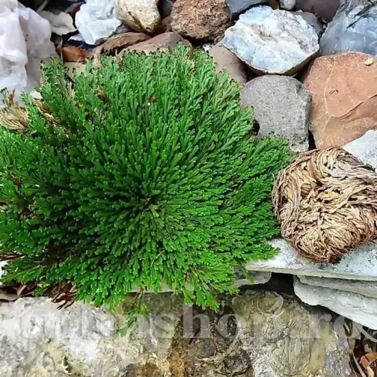 bulbi trandafir de ierihon3