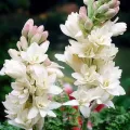 Bulbi Tuberoze The Pearl (Polianthes)