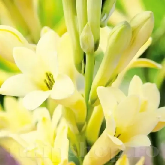 bulbi tuberoza golden harvest1