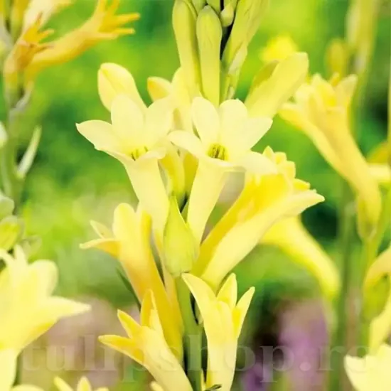 bulbi tuberoza golden harvest2