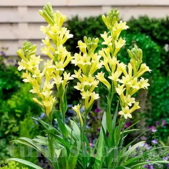 bulbi tuberoza golden harvest3