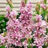 Bulbi Tuberoze Pink Sapphire (Polianthes)