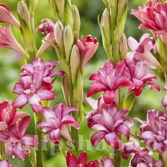 bulbi tuberoze love roz pal parfumate