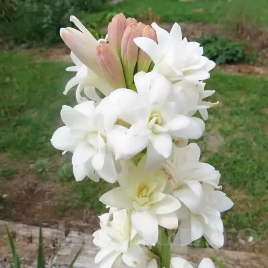 bulbi tuberoze the pearl flori albe duble