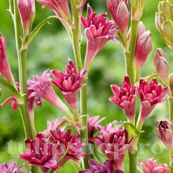 Bulbi Tuberoze Love (Polianthes)