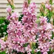 floare tuberoza pink sapphire roz intens parfumata 110x110