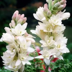 Bulbi Tuberoze The Pearl (Polianthes)