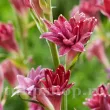 tuberoza love polianthes tuberosa flori duble roz 110x110
