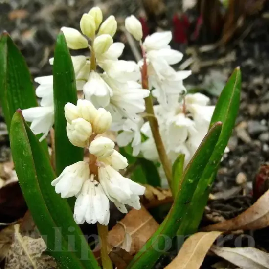 bulbi puschkinia alba