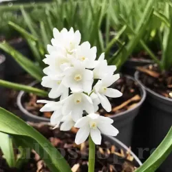 Bulbi Viorea Puschkinia Alba