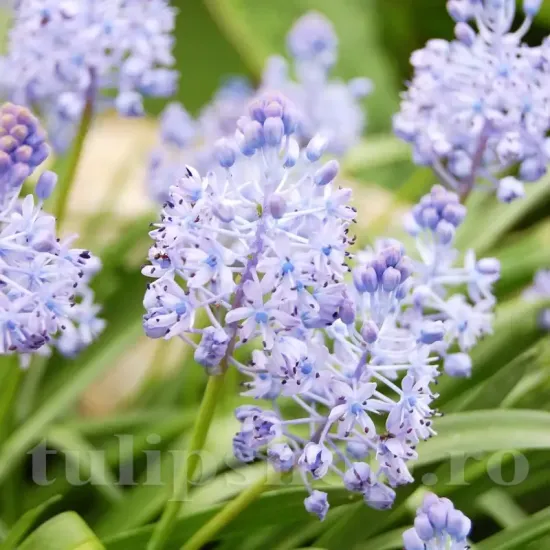 Bulbi Viorea Litardierei (Scilla) bulbi scilla litardieri albastru lavanda