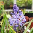 Bulbi Viorea Litardierei (Scilla) bulbi scilla litardieri naturalizare plantare toamna 110x110