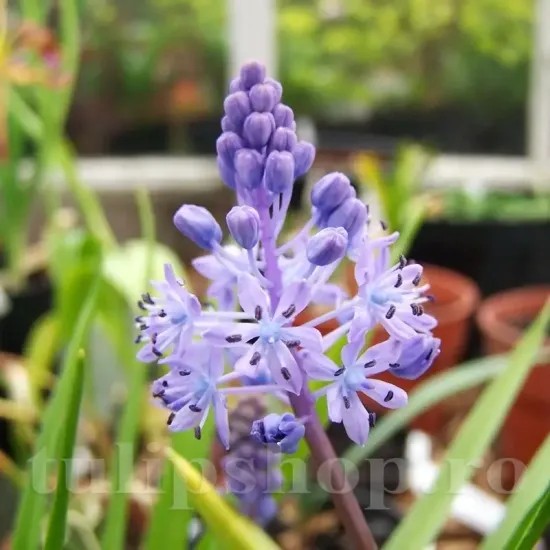 Bulbi Viorea Litardierei (Scilla) bulbi scilla litardieri naturalizare plantare toamna