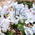 Bulbi Viorea Tubergeniana (Scilla)