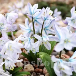 Bulbi Viorea Tubergeniana (Scilla)