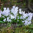 Bulbi Viorea Tubergeniana (Scilla) bulbi scilla tubergeniana alb albastru pal 110x110
