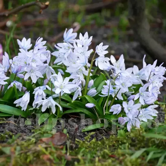 Bulbi Viorea Tubergeniana (Scilla) bulbi scilla tubergeniana alb albastru pal