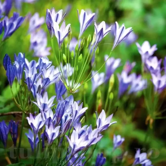 bulbi triteleia queen fabiola