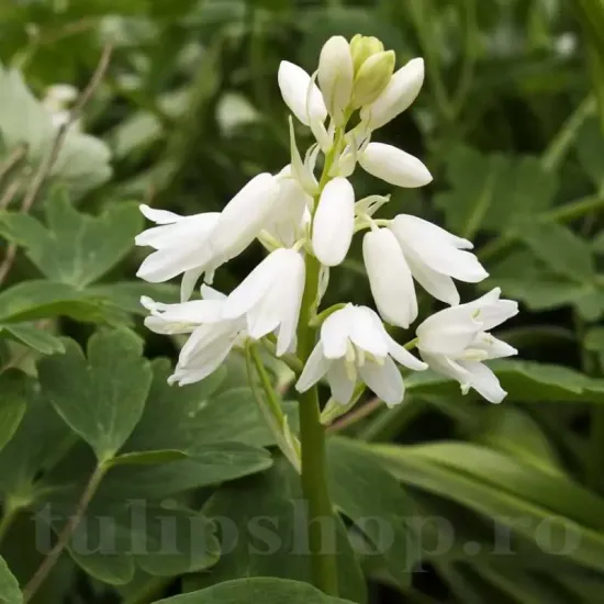 bulbi viorea campanulata alba3