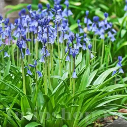 Bulbi Viorea Campanulata Blue (Scilla)