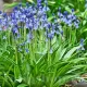 bulbi viorea campanulata blue albastru intens