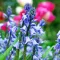Bulbi Viorea Campanulata Blue (Scilla)