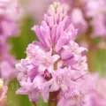Bulbi Viorea Campanulata Rosea (Scilla)