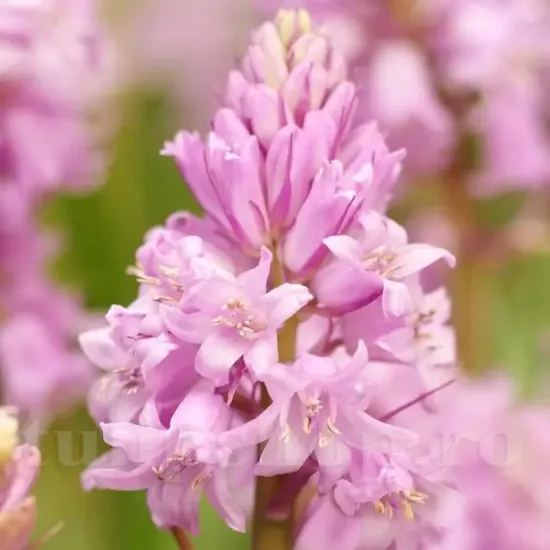 Bulbi Viorea Campanulata Rosea (Scilla) bulbi viorea campanulata pink plantare toamna