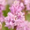 Bulbi Viorea Campanulata Rosea (Scilla)
