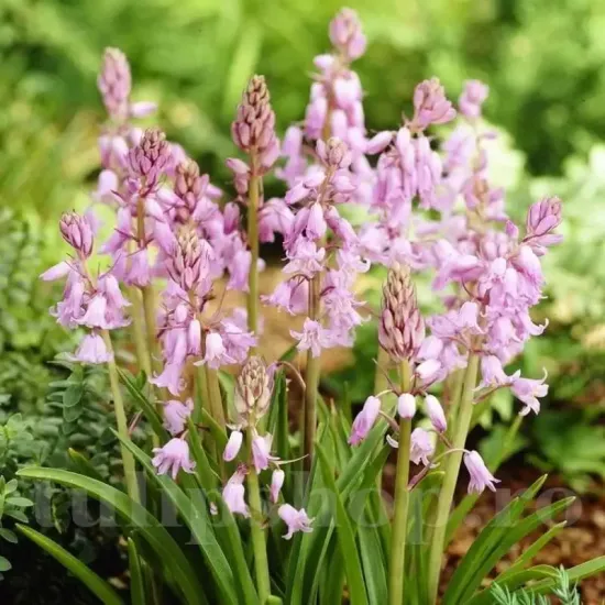 Bulbi Viorea Campanulata Rosea (Scilla) bulbi viorea campanulata pink roz pastel