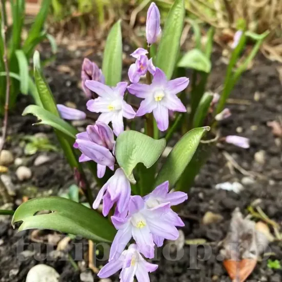 bulbi viorea chinodoxa violet beauty