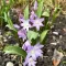 Bulbi Viorea Violet Beauty (Chionodoxa)
