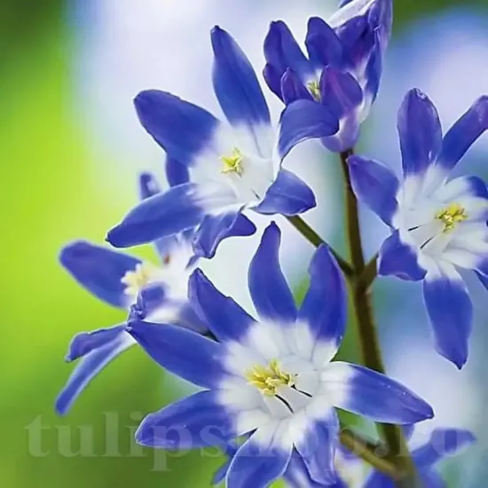 bulbi viorea chionodoxa forbesi blue