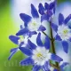bulbi viorea chionodoxa forbesi blue