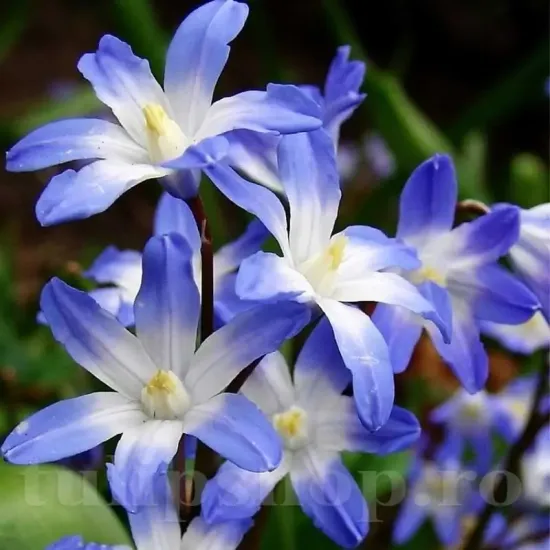 bulbi viorea chionodoxa forbesi blue2