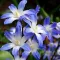 Bulbi Viorea Forbesi Blue Giant (Chionodoxa)