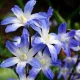 Bulbi Viorea Forbesi Blue Giant (Chionodoxa) bulbi viorea chionodoxa forbesii blue giant gradina